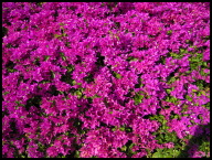 Bright Hawaiian colors.jpg