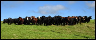 Cattle guard.jpg