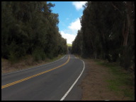 Wind barriers planted along Kohala Mtn Rd.jpg