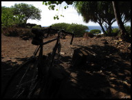 Taking shade again.jpg