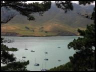 Peering through the trees at sailboats anchored at Port Levy.jpg