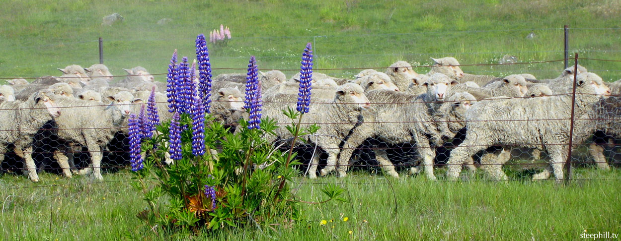 sheep-lupine-w1250.jpg