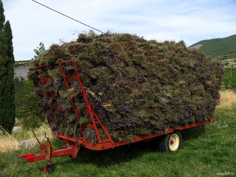 freshly cut lavender.jpg