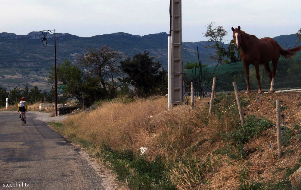 horse by the road.jpg
