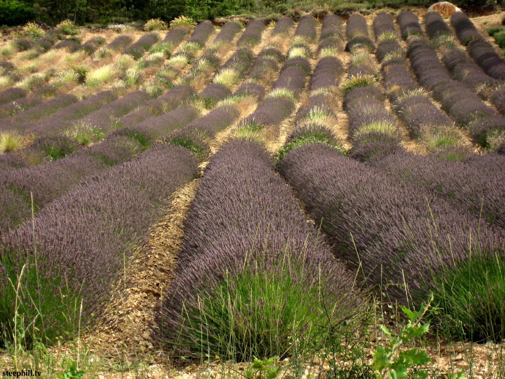 lavender field close up.jpg