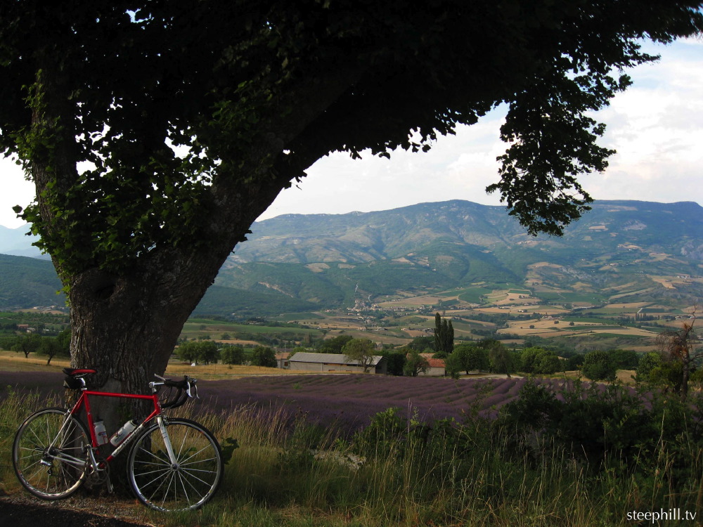 lavender field on the #a7c.jpg