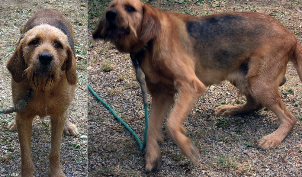 the campground dog was#a7b.jpg