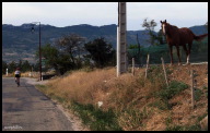 Horse by the road.jpg