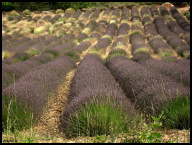 Lavender field close up.jpg