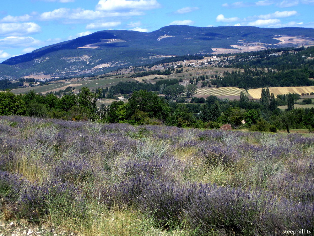 by mid august, most of#a2e.jpg