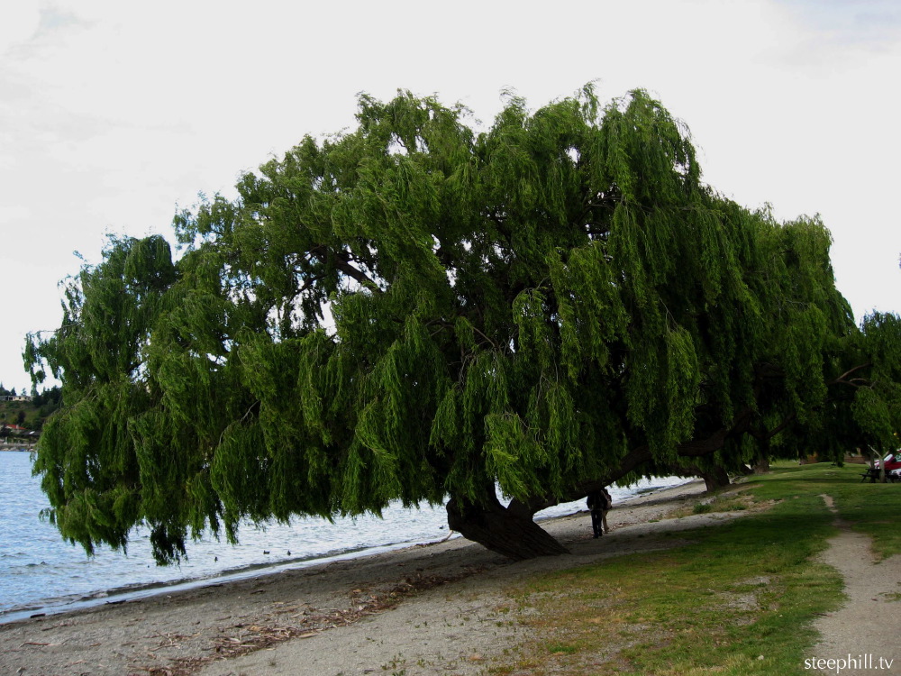 a weeping willow on #4b820.jpg