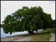 A weeping willow on the  shores of Lake Wanaka.jpg