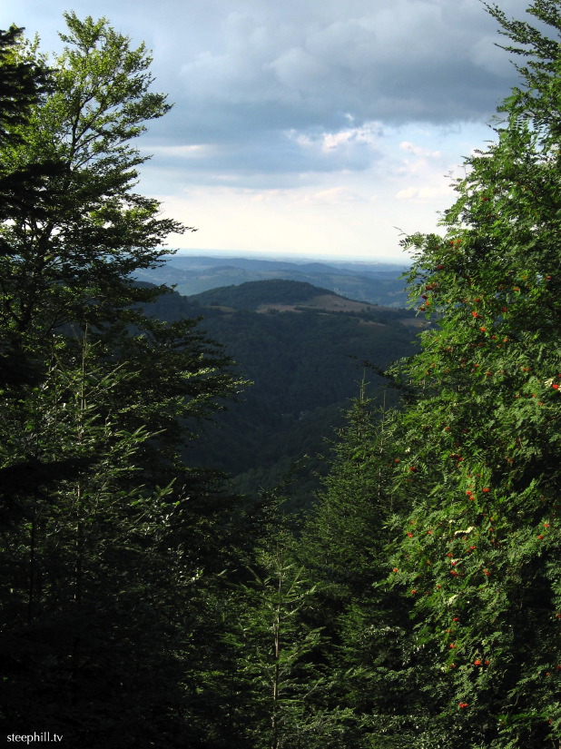 peaking through the fo#9fc.jpg