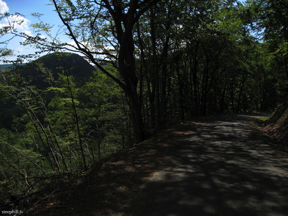 img_1528 small foreste#8d7.jpg