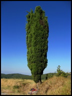 IMG_1515 A lonesome cedar tree.jpg