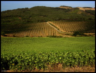 IMG_1516 A Sunflower field and vineyard highlighted by morning sunshine in  Montclar.jpg