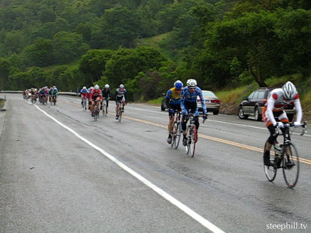 cat 3 - the field bea#d181.jpg