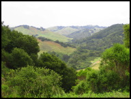 Lawson Hill (aka Mama Bear) directly ahead and the forest in Briones Regional Park to the right.jpg