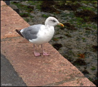 We traveled half way around the world for a glimpse of the rare and exotic Roscoff sea gull.jpg