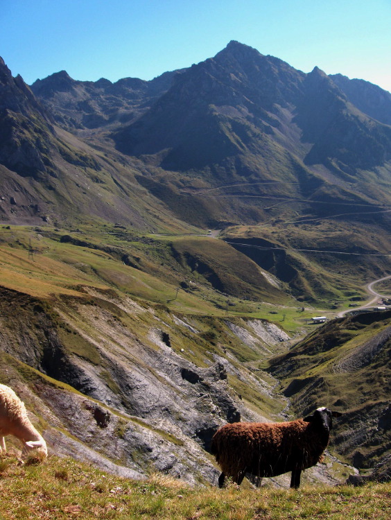 sheep like the tourm#1729a.jpg