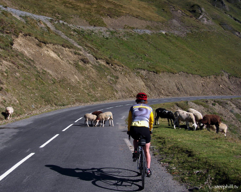 tourmalet sheep are #1729a.jpg