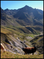 Sheep like the Tourmalet as well.jpg