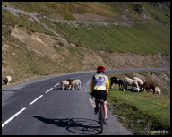 Tourmalet sheep are more frightened by bicycles then cars.jpg
