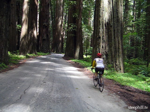 cycling rockefeller forest