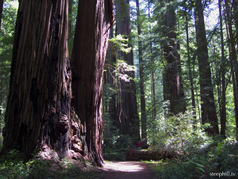 big trees next to li#10fe9.jpg