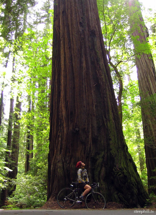 looking up the talle#10fe8.jpg