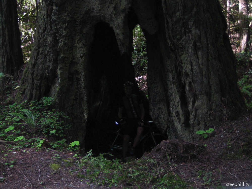 redwoods can withsta#10fe8.jpg