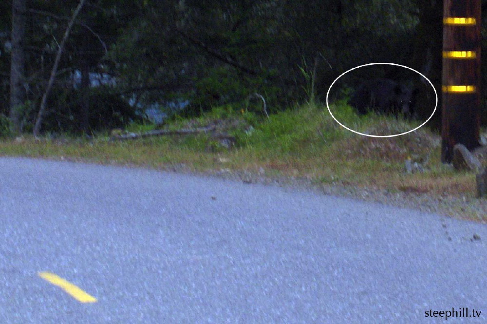 that there is a bear#10fea.jpg