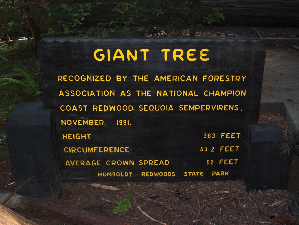 voluptuous tree cent#10fe9.jpg