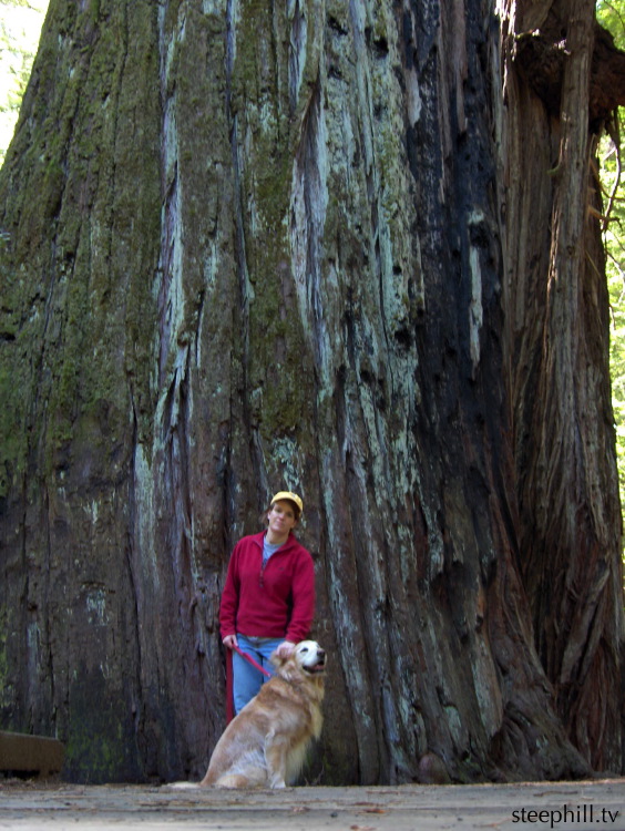 your basic giant tre#10fe9.jpg