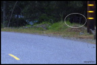 That there is a bear! I came to a screeching halt at dusk when I saw this fella around a corner.jpg