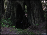 Redwoods can withstand major internal damage since all nutrients move up under the bark.jpg