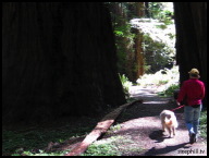 One final walk through Big Tree Area before heading off.jpg