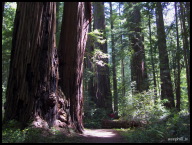 Big trees next to little walking path.jpg