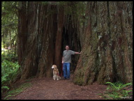 While driving north we stopped at the equally impressive Redwood National Park.jpg