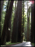 Leaning towards sunlight.jpg