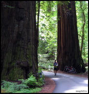 Humbled in Humboldt... like walking between the legs of a large prehistoric animal.jpg