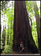 Looking up the tallest trees in the world in Big Tree Area.jpg