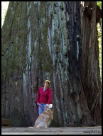 Your basic Giant Tree tourist shot.jpg