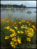 Deer Harbor Poppies at White Beach Bay.jpg