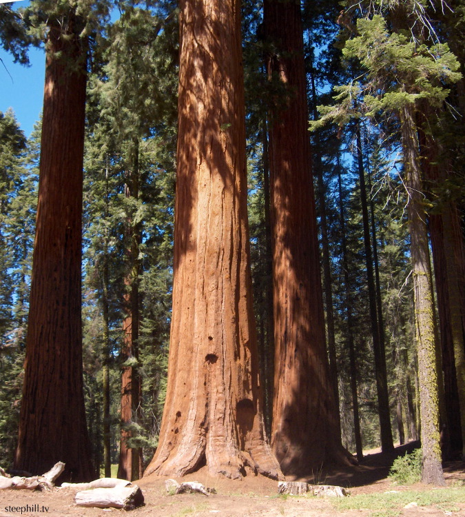 sunny sequoia.jpg