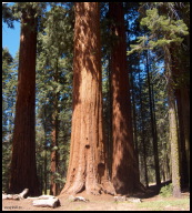 Sunny Sequoia.jpg