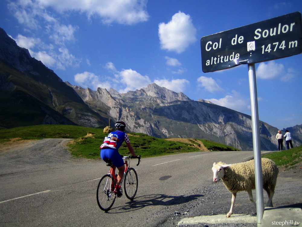 greeted by sheep at #17d75.jpg