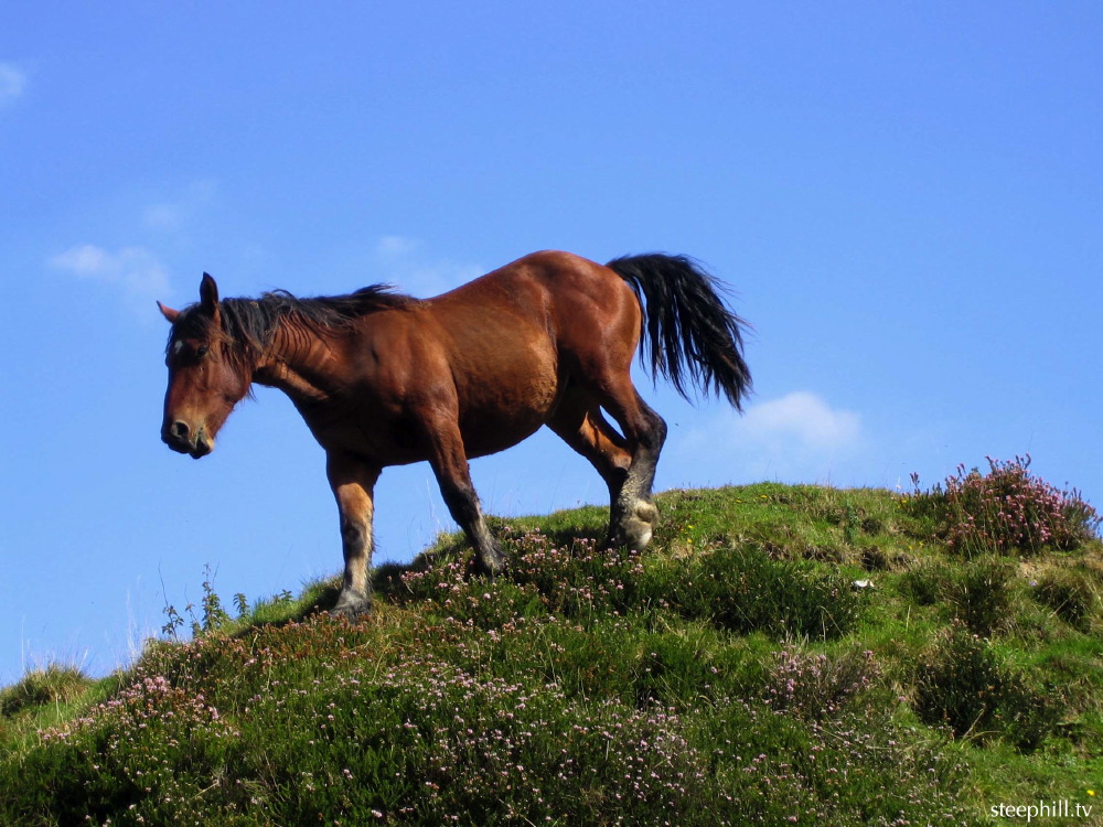 horsing around. this#17d75.jpg