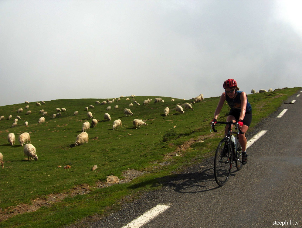 the sheep didnt not#17d6fb.jpg