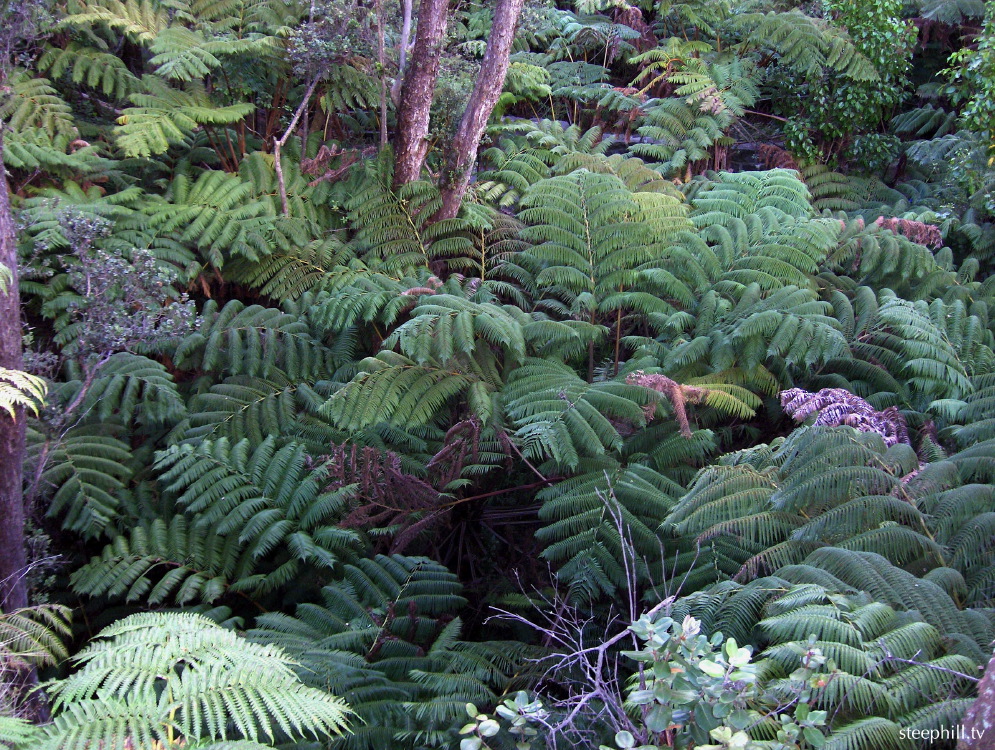 a jungle next to the#238d9.jpg